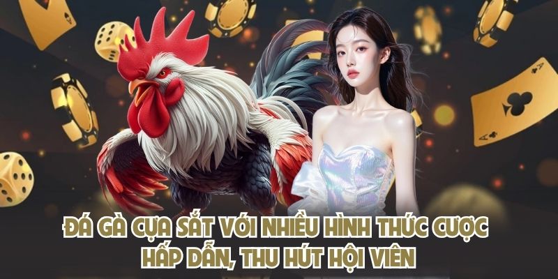 Đá gà cựa sắt với nhiều hình thức cược hấp dẫn, thu hút hội viên