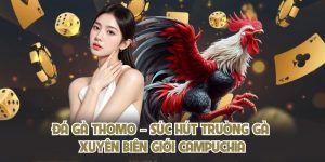 Đá gà Thomo – Sức Hút Trường Gà Xuyên Biên Giới Campuchia